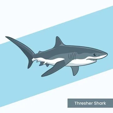 Hresher Shark Vector Illustration - Long Tail Marine Predator Cartoon - Uni.. Stock Illustration