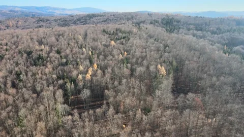 Hrinova trees Stock Footage 166076926