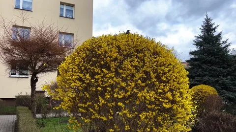 Hrush Stock Footage 238397208