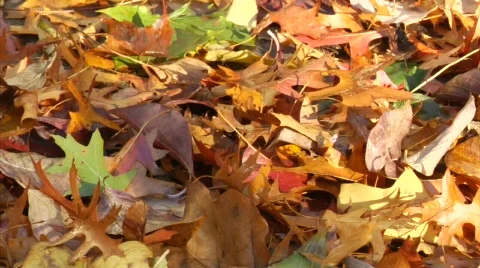 HS leaves.mp4 Stock Footage 334283