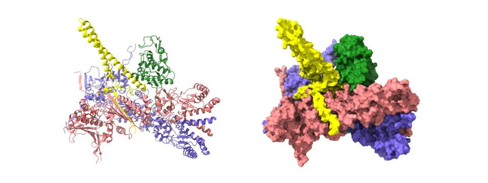 Hsp90/Cdc37/Cdk4 complex with ATP Stock Illustration