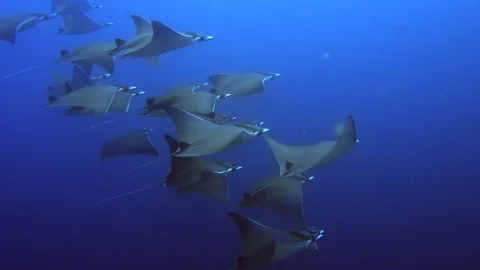 Hsu-Hu Productions - Underwater Mobula ray Stock Footage