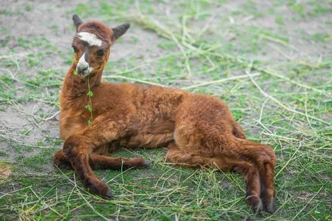 Huacaya alpaca in zoo on sunny day. Baby animal Stock Photos