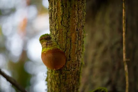 Hub growing high on a tree in the forest Stock Photos