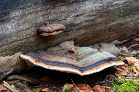 Hub growing on an old tree trunk. Parasite on an overturned conifer. Stockfoto's