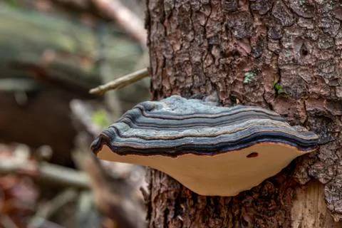 Hub growing on an old tree trunk. Parasite on an overturned conifer. 写真素材