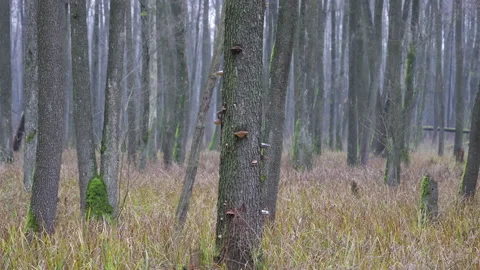 The hub growing on a tree, 8K Stock Footage 166946939