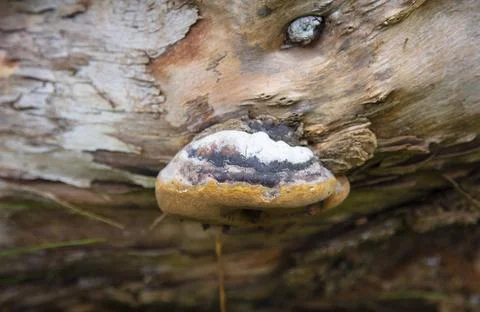 Hub grows on a tree, close up Stock Photos