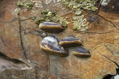 Hub grows on a tree, tree parasite Stock-Fotos