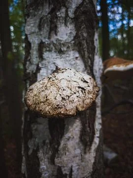 HUBA growing on birch tree trunk Fotos Stock