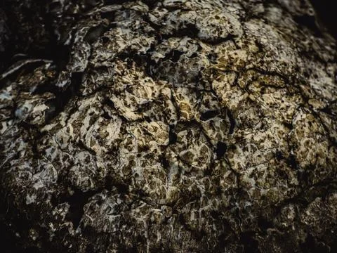 HUBA macro texture close-up Stock Photos