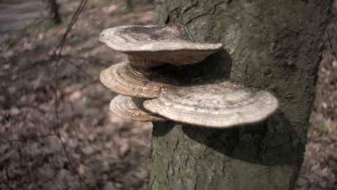 Huba on a tree in the park Video stock 98897932