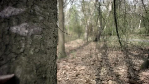 Huba on a tree in the park Video stock 98898524