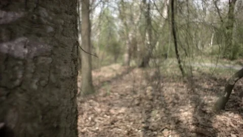 Huba on a tree in the park Stock Footage 98898675