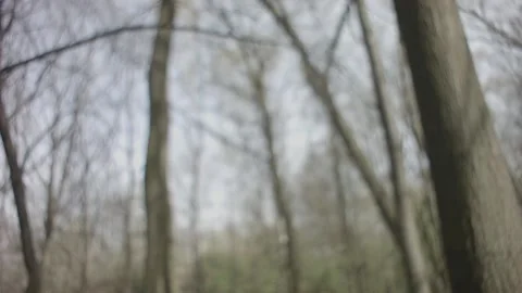 Huba on a tree in the park Stock Footage 98899493