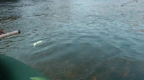 Hucho Stock Footage 8908491