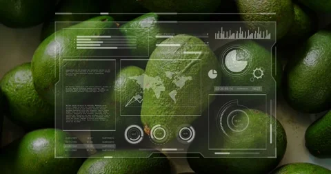HUD activating over avocado, fueling food tech, drawing rising graph while hands Stock Footage 334039527