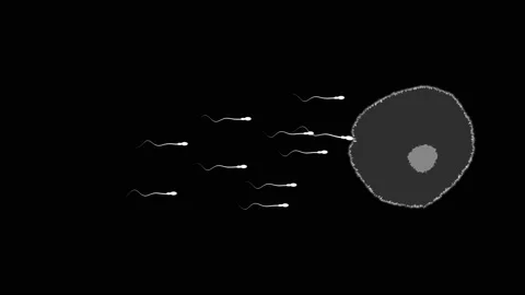 HUD Fertilization 93 Stock Footage 220319907