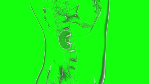 HUD Kidneys 64 Stock Footage 222808193