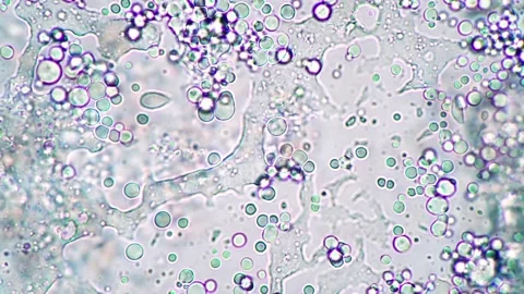 HUD Light Microscope 45 Stock Footage 223385878