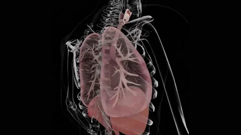 HUD Lungs 47 Stock Footage 223385859