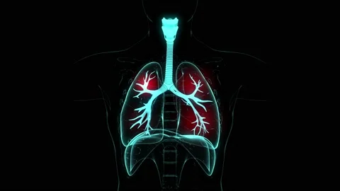 HUD Lungs 48 Stock Footage 223385877