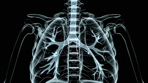 HUD Lungs 49 Stock Footage 223385879