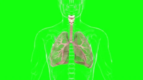 HUD Lungs 65 Stock Footage 223385881