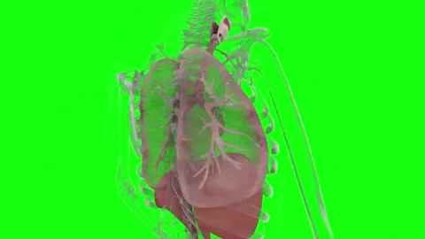 HUD Lungs 66 Stock Footage 223385894