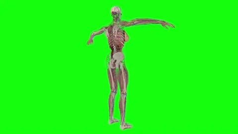 HUD man anatomy system 215 Vidéo 223704331