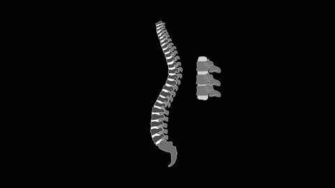 HUD Organs Spine 74 Stock Footage 220319953