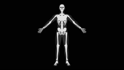 HUD Skeletal System 60 Stock Footage 220319958
