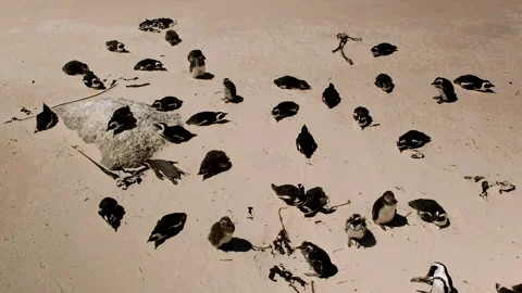 Huddle of African penguins on beach with some molting chicks in between Vidéo 235133304
