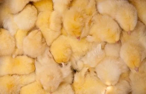 Huddled chicks as background Stock Photos