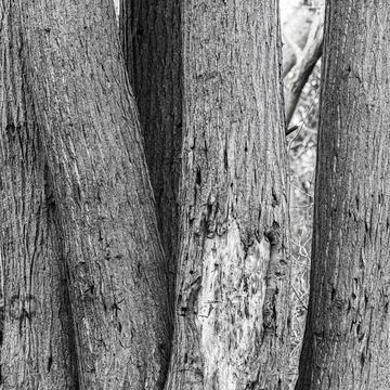 Huddled tree trunks in black and white Stock Photos