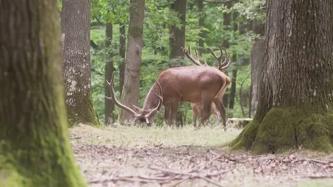 Hudge deer eating Stock Footage 246275030