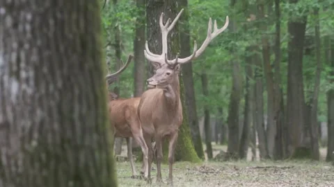 Hudge deer in forest Stock Footage 246275169