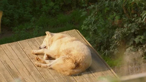 Hudson Bay Wolf Lying Down Resting on Den in Orange Sunlight with Trees Stock Footage 291754595