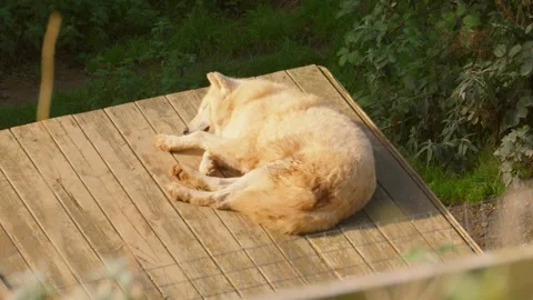 Hudson Bay Wolf Sleeping and Resting in Enclosure During Sunny Day Stock Footage 296399215