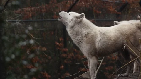 Hudson Bay Wolves howling. Stock Footage