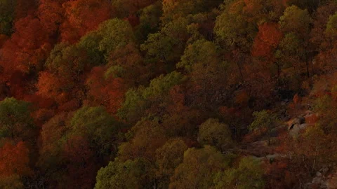 Hudson Valley Fall Autumn Orange Green Trees from Above Video stock 297904663