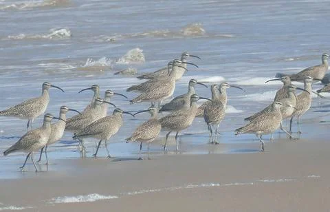 Hudsonian whimbrels in surf on Oregon beach Stock Photos