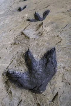 Huellas de dinosaurio huellas de dinosaurio, yacimiento de Los Cayos, Corn... Stock Photos