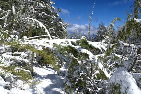 Huerquehe Stock Photos