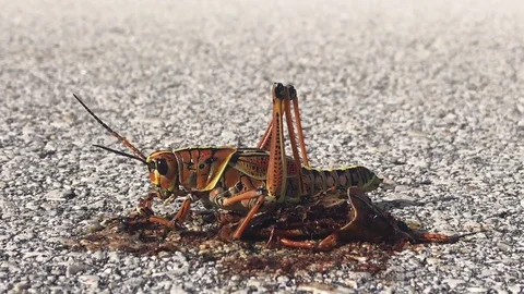 Hug locust insect bug eating. Stock Footage 85711766