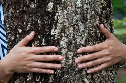 Hug tree Stock Photos