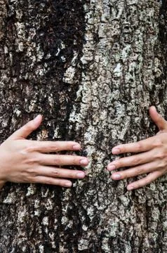 Hug tree Stock Photos