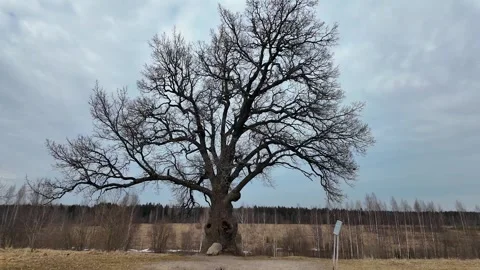 A huge 200-year-old oak tree in a field. Slowmotion Stock Footage 334058299