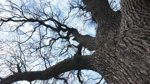 A huge 200-year-old oak tree in a field. Slowmotion Stock-Footage 334058301