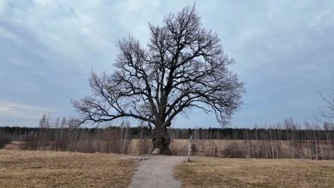 A huge 200-year-old oak tree in a field. Slowmotion Video stock 334058306